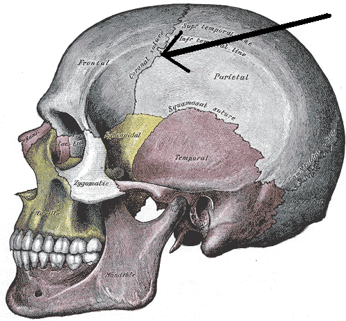 File:Gray188-Coronal suture.png