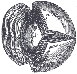 File:Gray884.png