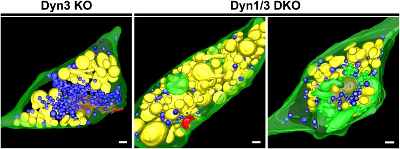 File:A-dynamin-1--dynamin-3--and-clathrin-independent-pathway-of-synaptic-vesicle-recycling-mediated-by-elife01621fs001.jpg