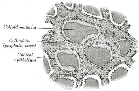 File:Gray1176.png