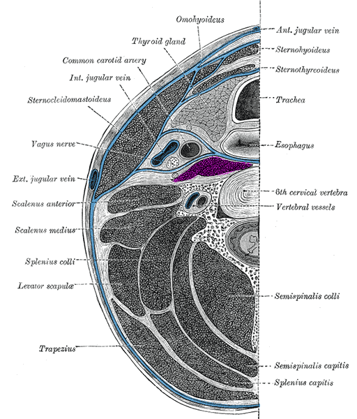 File:Prevertebral muscles.png