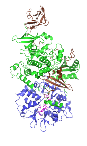 File:Active AMPK.png