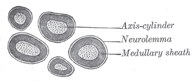File:Gray632.png