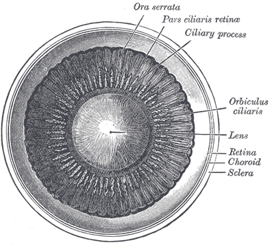 File:Gray875.png