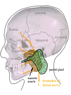 File:Parotid gland en.png