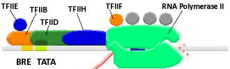 File:Preinitiation complex.png