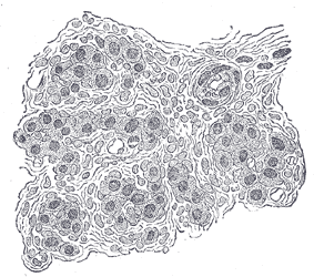 File:Gray1186.png