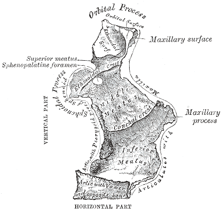 File:Gray168.png