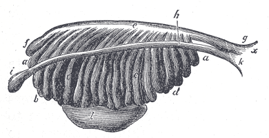 File:Gray1107.png