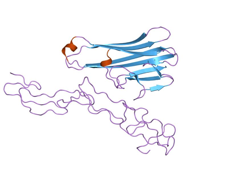 File:PDB 1tnr EBI.jpg