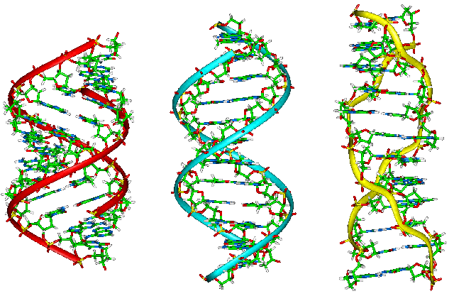 File:A-B-Z-DNA Side View.png