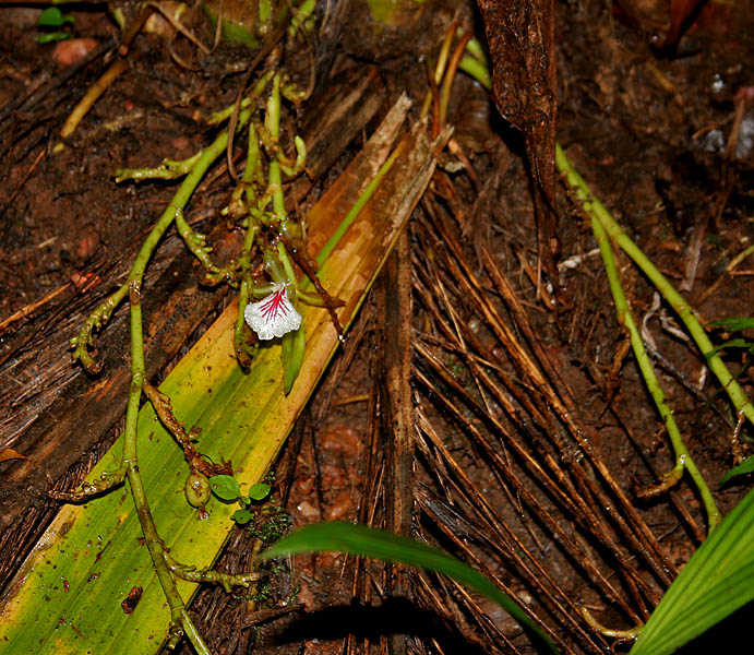 File:Chhoti elaichi flower & fruit in Goa W IMG 2466.jpg