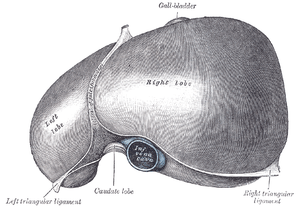 File:Gray1085.png