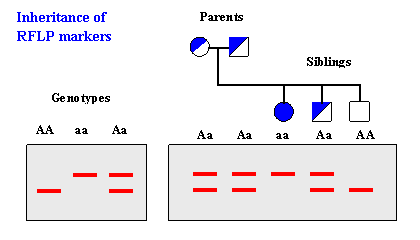 File:RFLP genotyping.gif