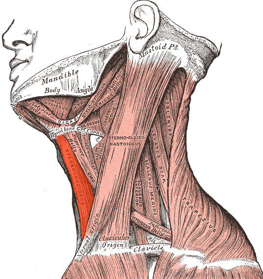 File:Sternohyoideus.png