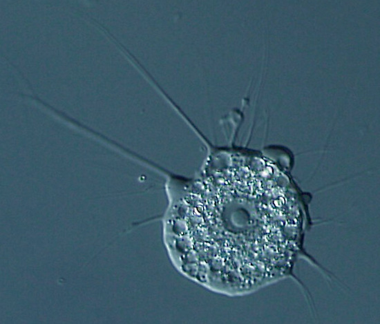 File:Nuclearia sp Nikko (cropped).jpg