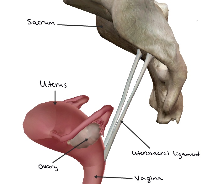 File:Uterosacral ligaments connected to uterus.jpg