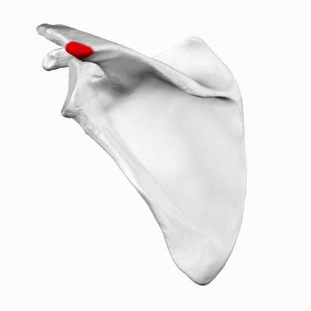 File:Acromial angle of left scapula - animation01.gif