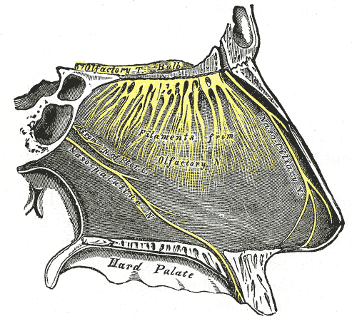 File:Gray771.png