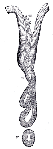 File:Gray1054.png