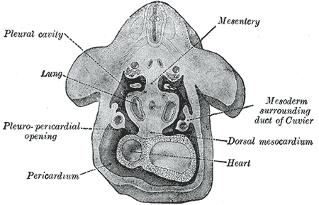 File:Gray54.png