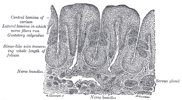 File:Gray1021.png