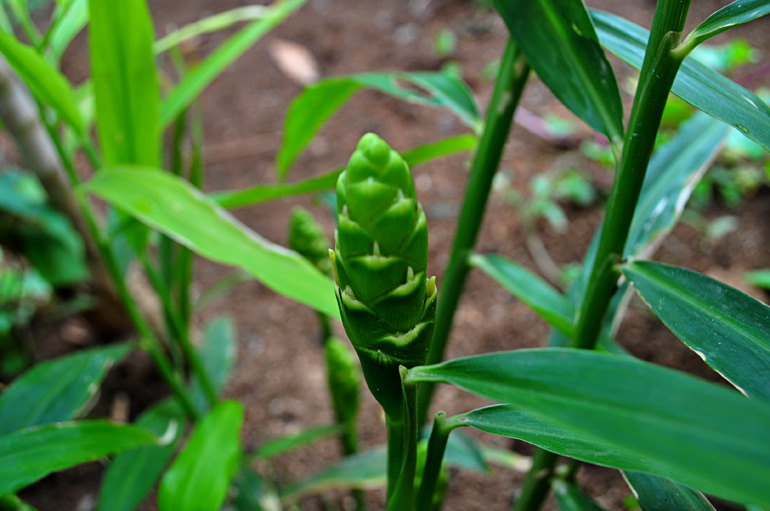 File:Ginger Plant vs.jpg