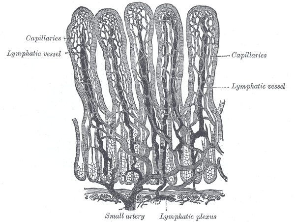 File:Gray1061.png