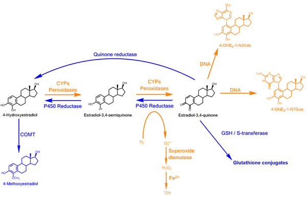 File:4OHE2 metabolism.png
