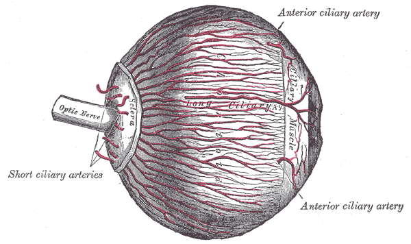 File:Gray873.png