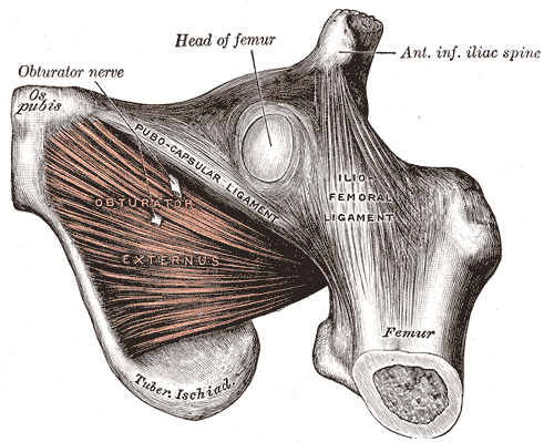 File:Gray436.png