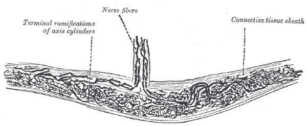 File:Gray937.png
