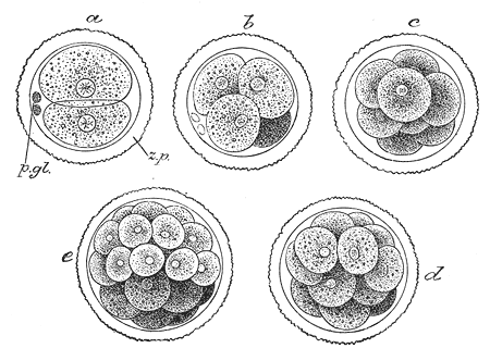 File:Gray9.png