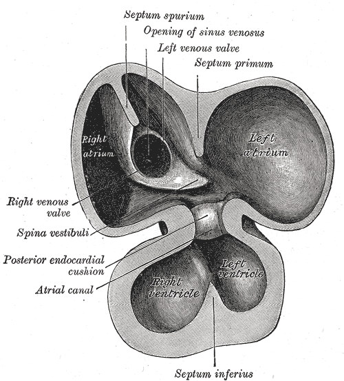 File:Gray465.png
