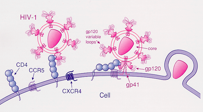 File:HIV attachment.gif