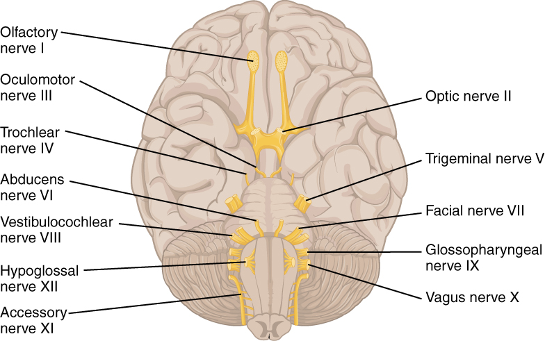 File:1320 The Cranial Nerves.jpg