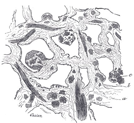 File:Gray1157.png