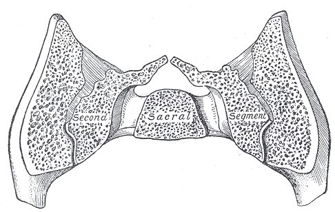 File:Gray323.png
