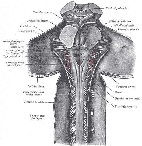 File:Gray686.png