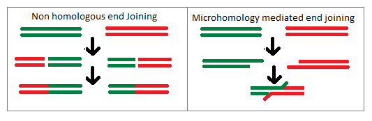 File:Non homologous end joining and microhomology mediated end joining.png