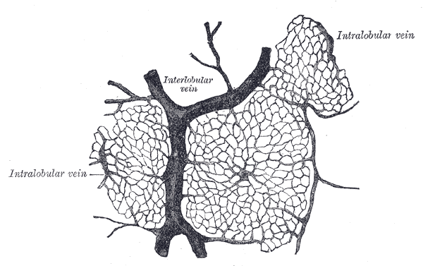 File:Gray1091.png