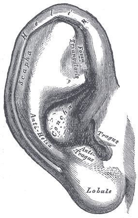 File:Gray904.png
