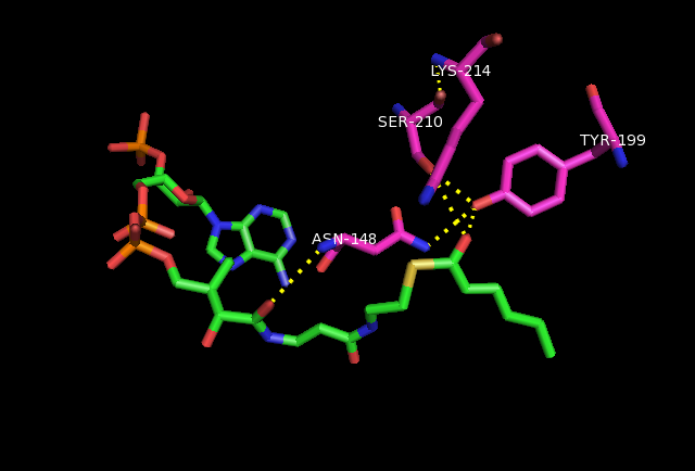 File:2,4 Hexadienoyl-CoA with DECR1.png