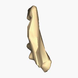 File:Left lacrimal bone - close-up - animation.gif