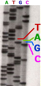 File:Sequencing.jpg