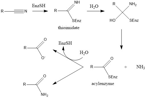 File:Nitrilase.jpg