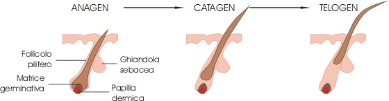 File:Anagen catagen telogen.jpg