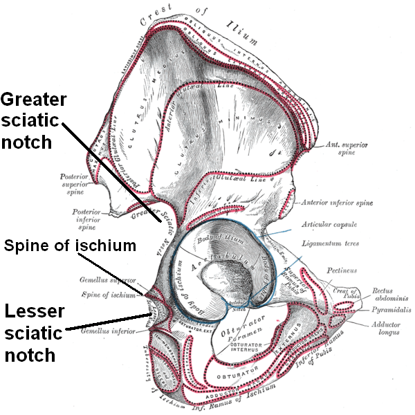 File:Sciatic notches.png