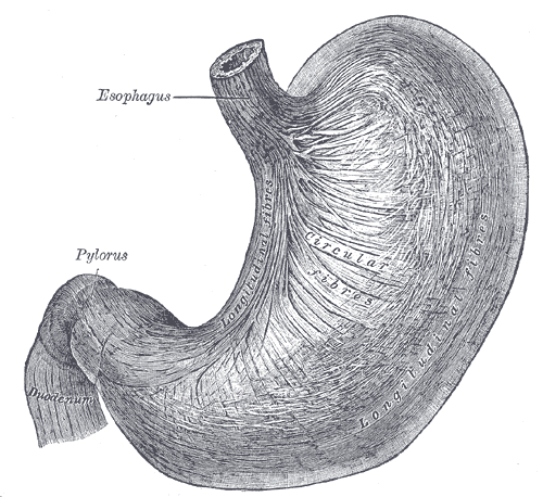 File:Gray1051.png