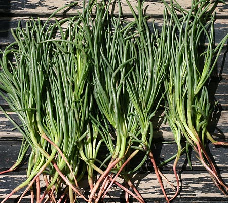 File:Salsola soda.jpg